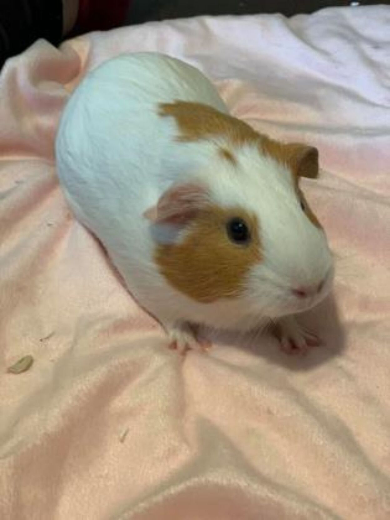 SPCA Pets of the Week: Lizzie and Tumbler PHOTO 2